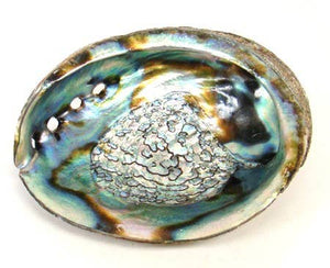 Abalone Shell 12-14 Cm